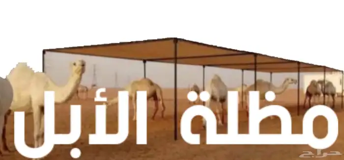 للبيع مظلات حلال ومظلات الابل ومظلات السيارة 13