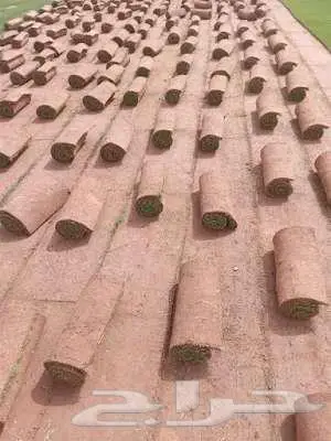 ثيل طبيعي ياباني انتورو فرنسي اسباني أمريكي c2000 عشب صناعي 19