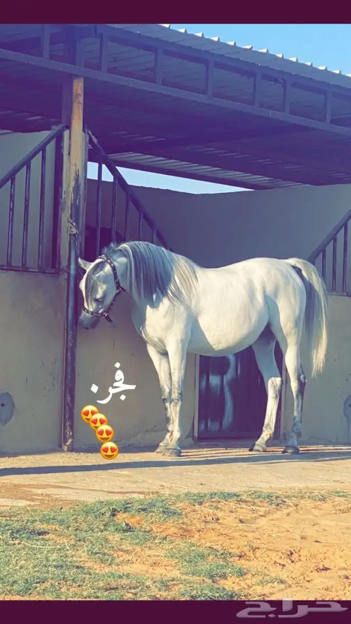 فرس ملكيه 0