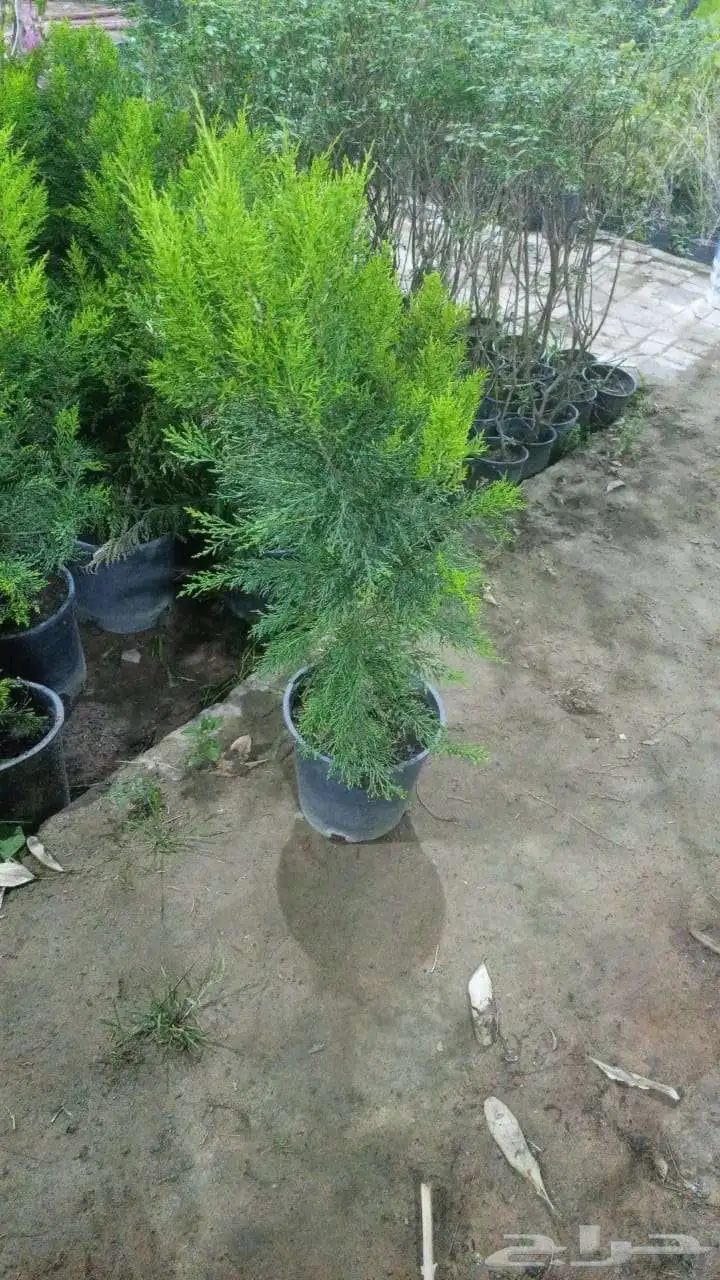 مشتل زراعي تبوك حي الريان 32