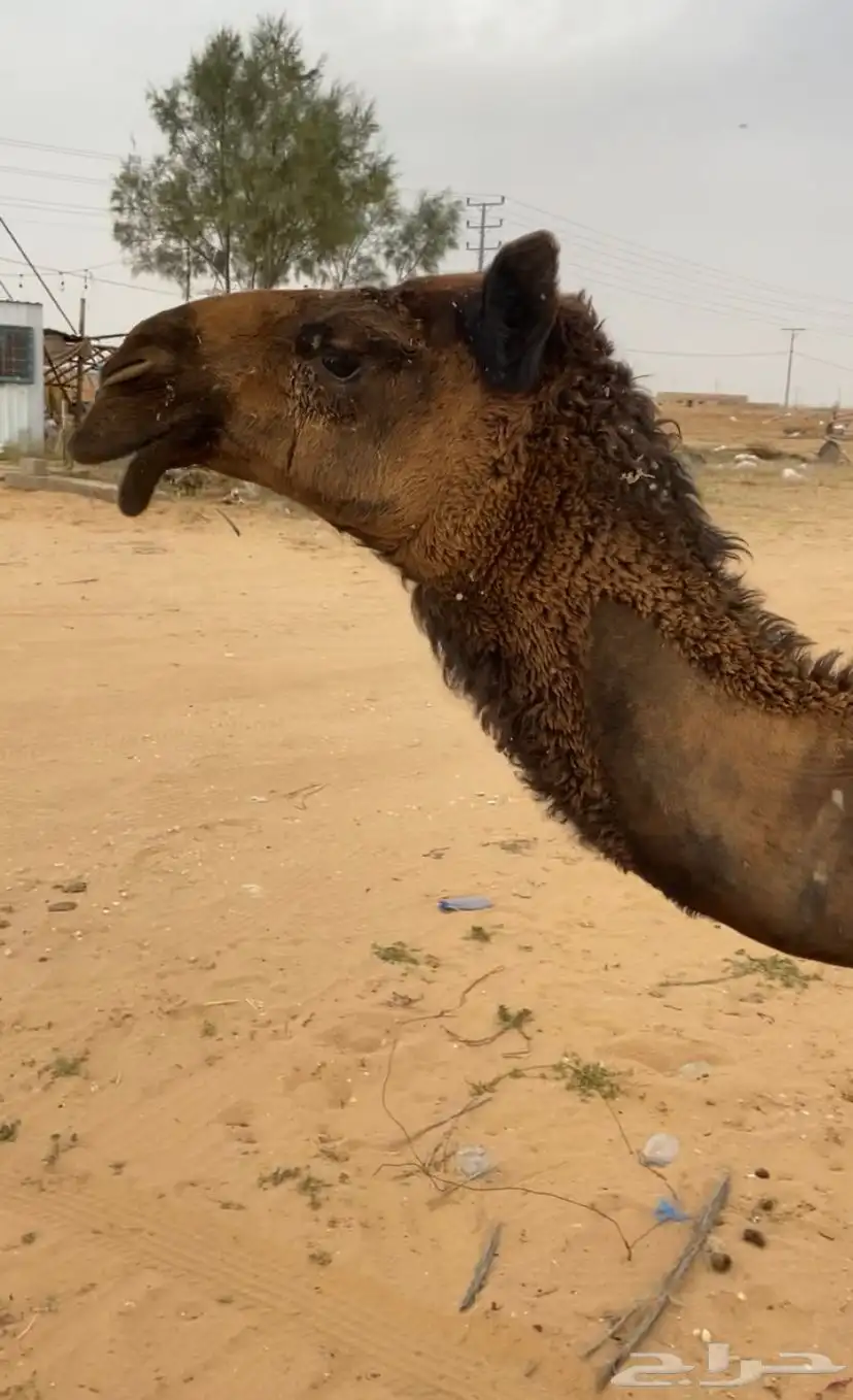بكرة مفرودة 1
