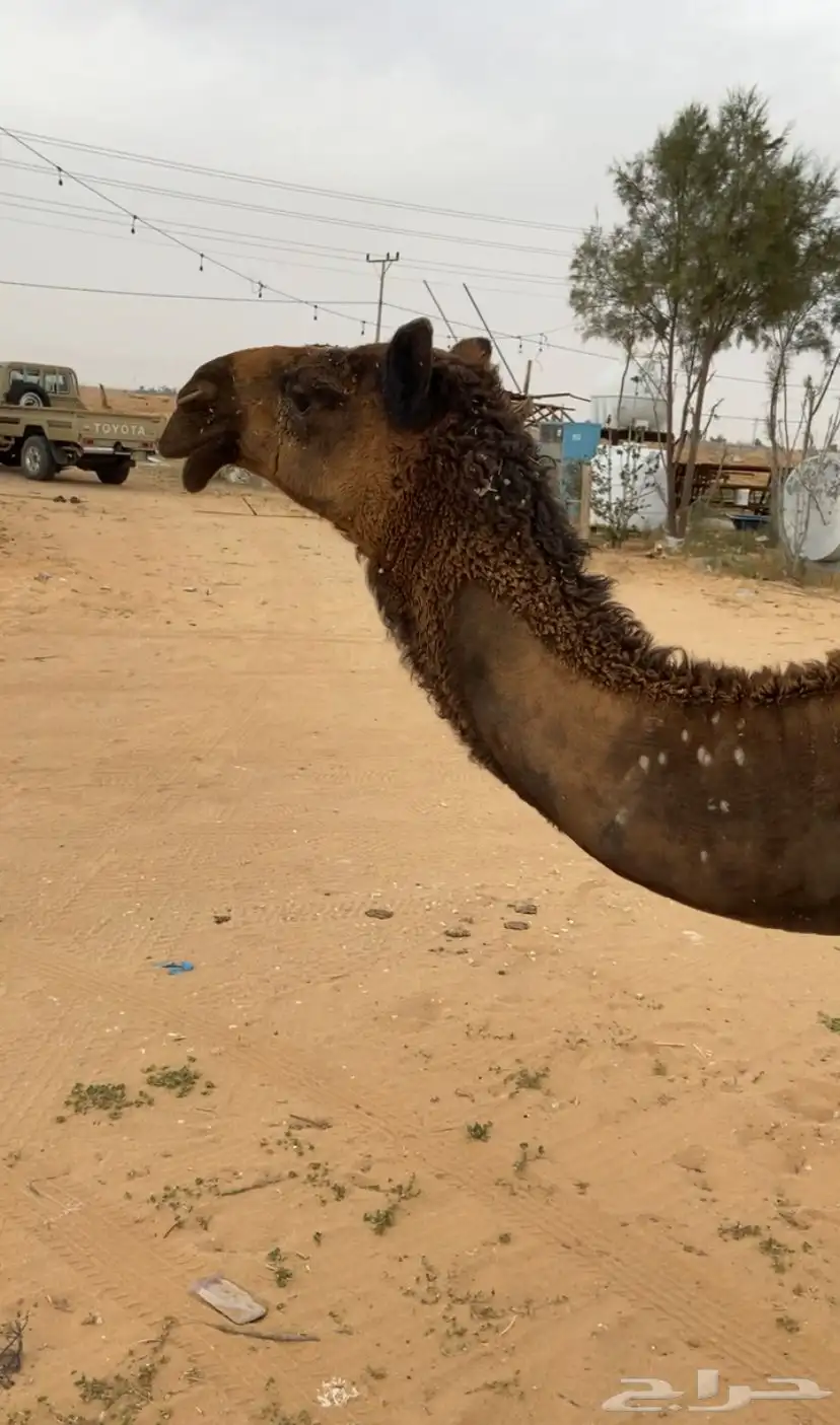 بكرة مفرودة 2