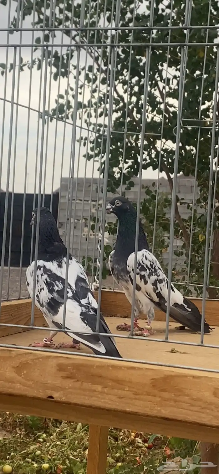 جوز رام اساس 1