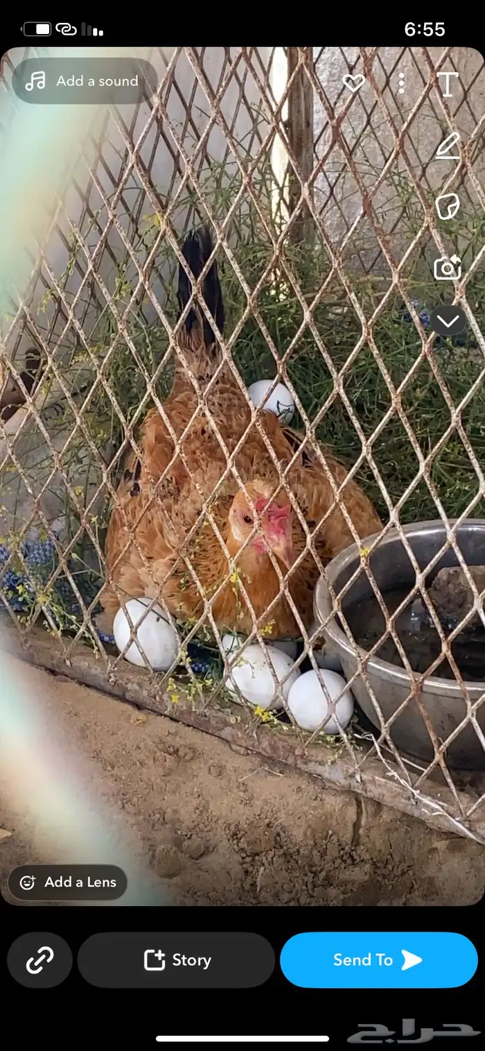 دجاجه محضنه بلدي اصيل 1