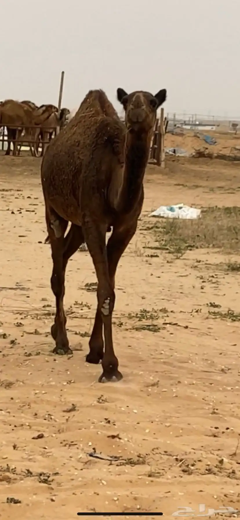 بكرة مفرودة 0