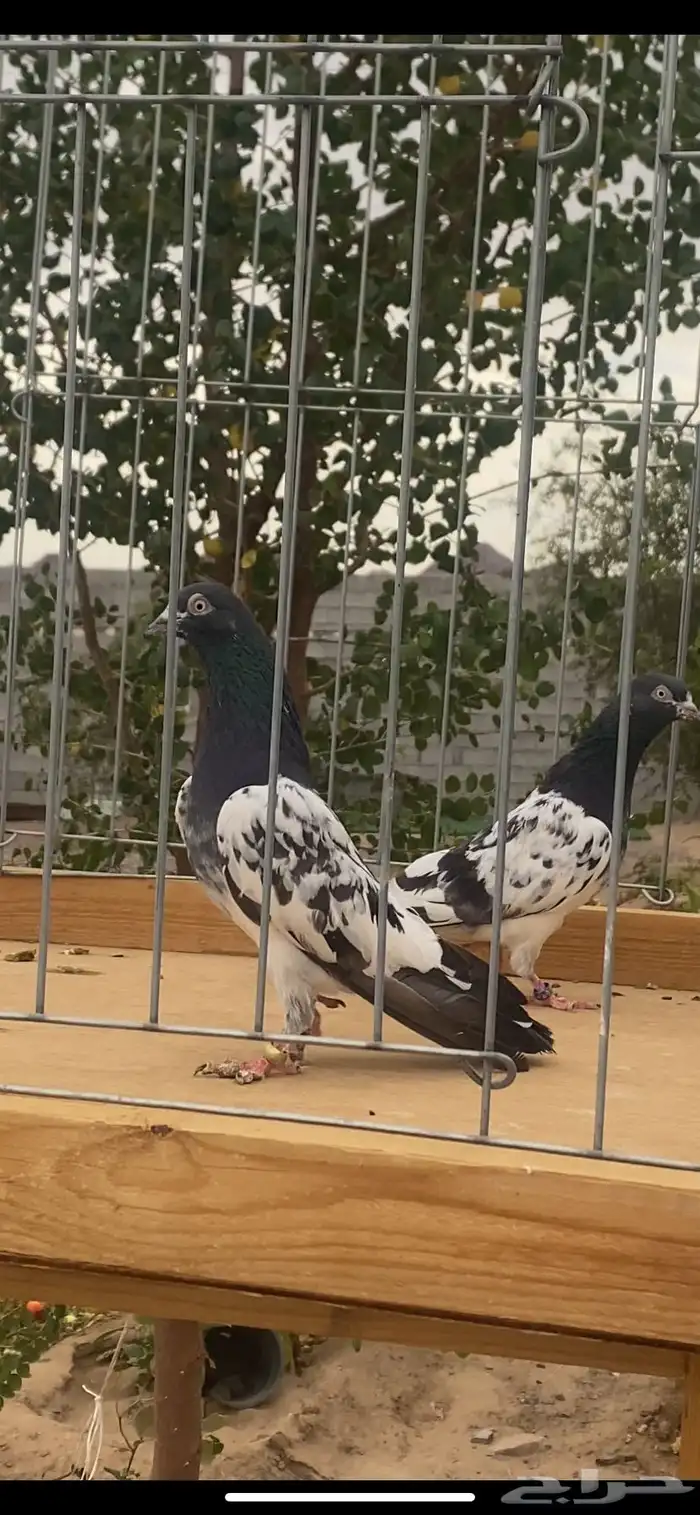 جوز رام اساس 0