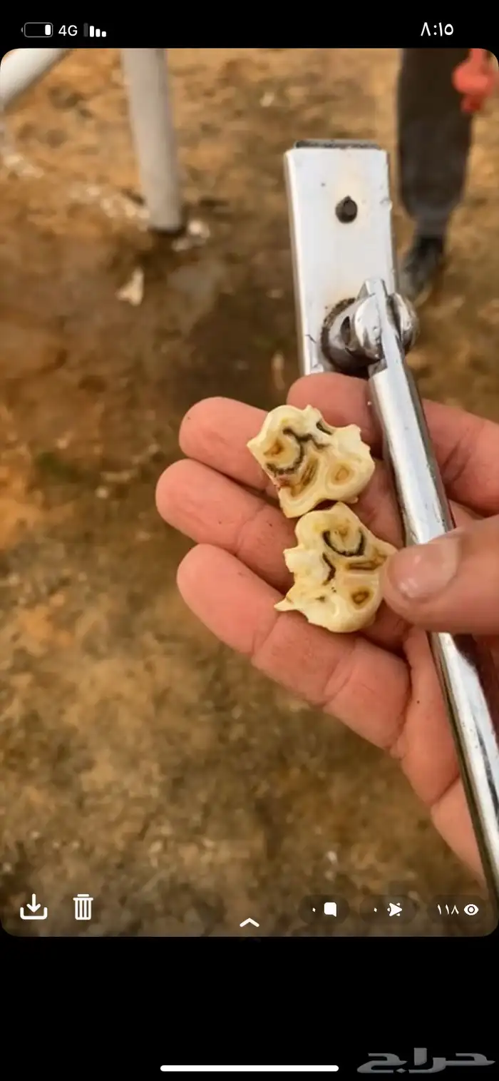 برد اسنان الخيل 0