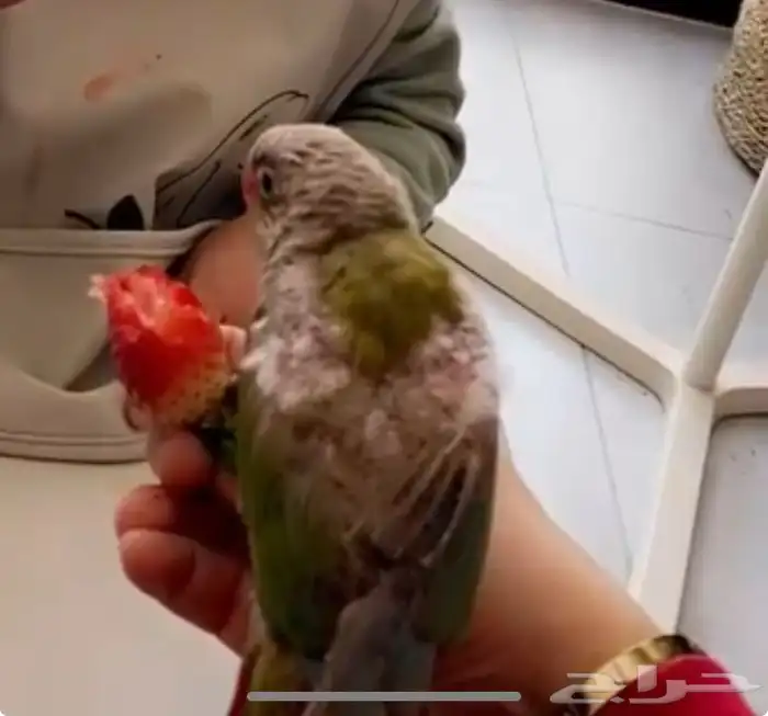 ببغاء كنيور سينامون مفقود 2