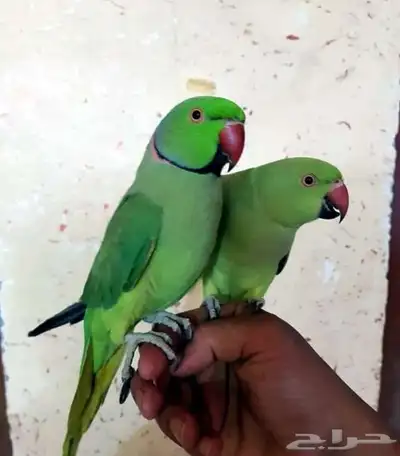 للبيع زوج بغبغاء درة جاهز للانتاج 0