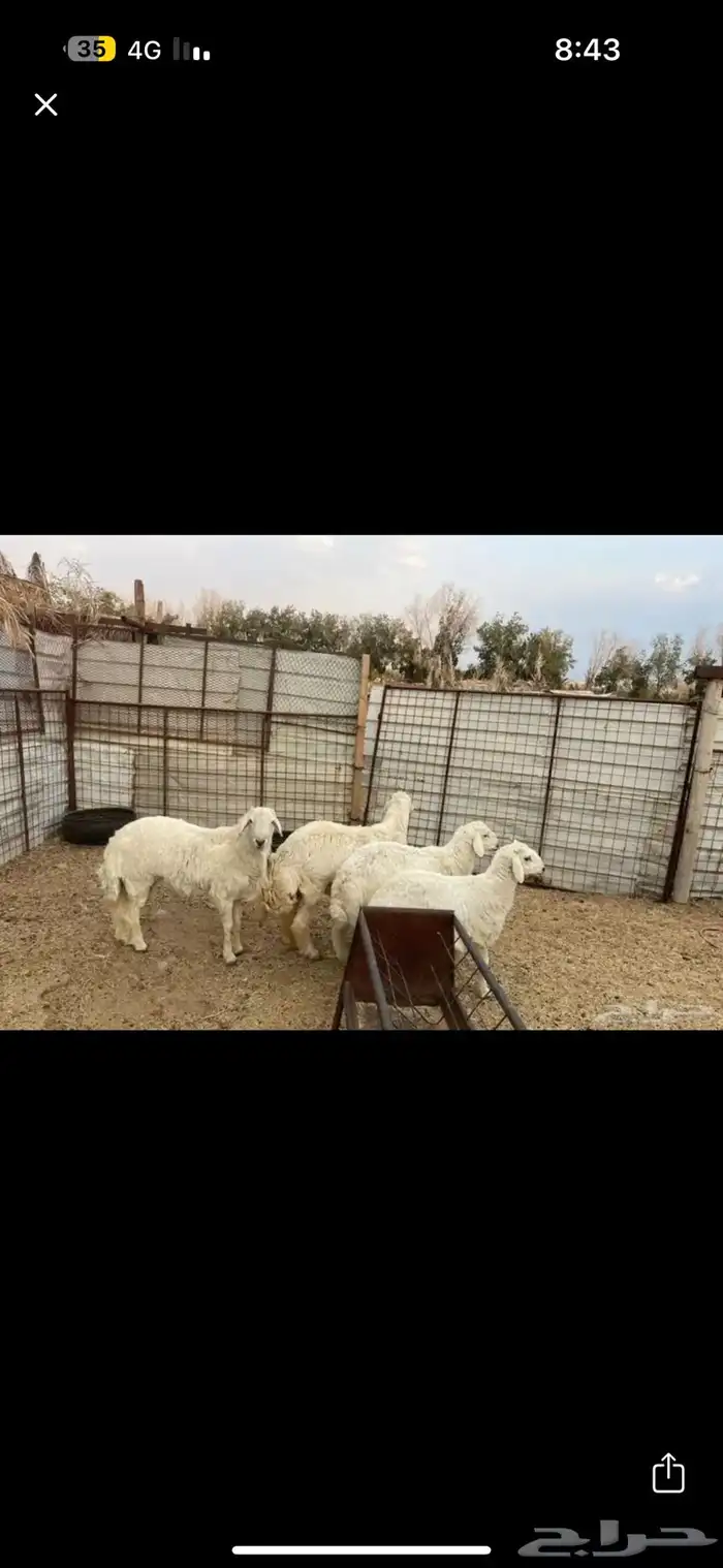 ذبائح طليان حري 1