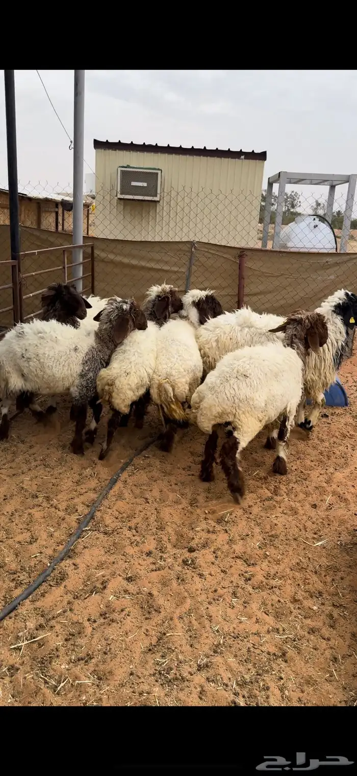 للبيع جذعات نعيم كفو 2