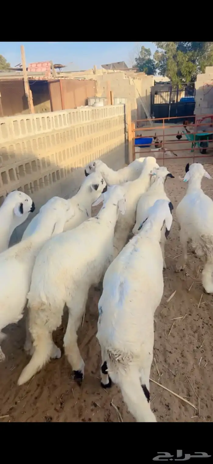 جذعان سواكني مرابي 3