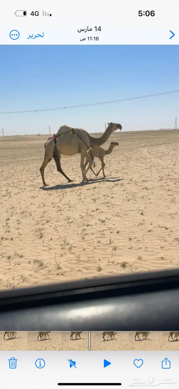 للبيع خلفه كفو هديه ماتحرك والحليب واجد 0