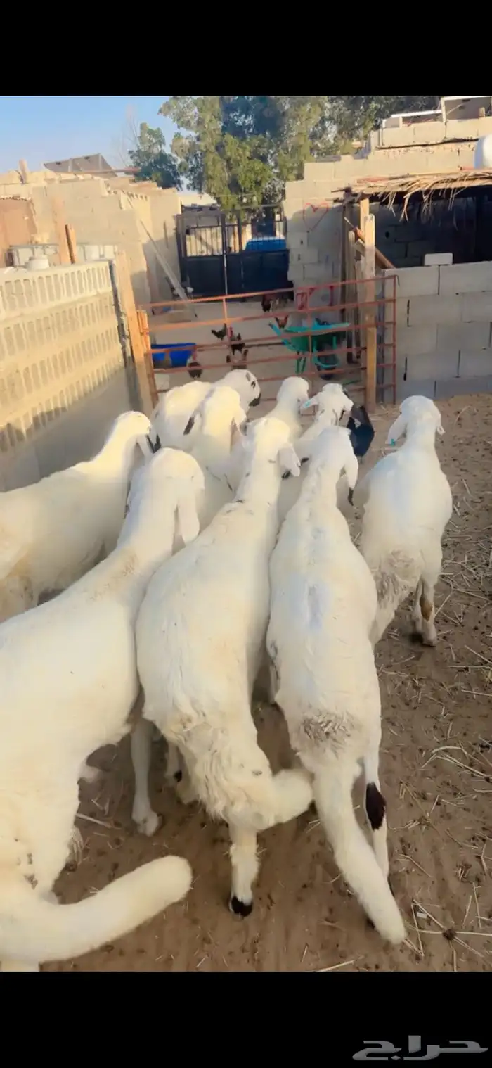 جذعان سواكني مرابي 2
