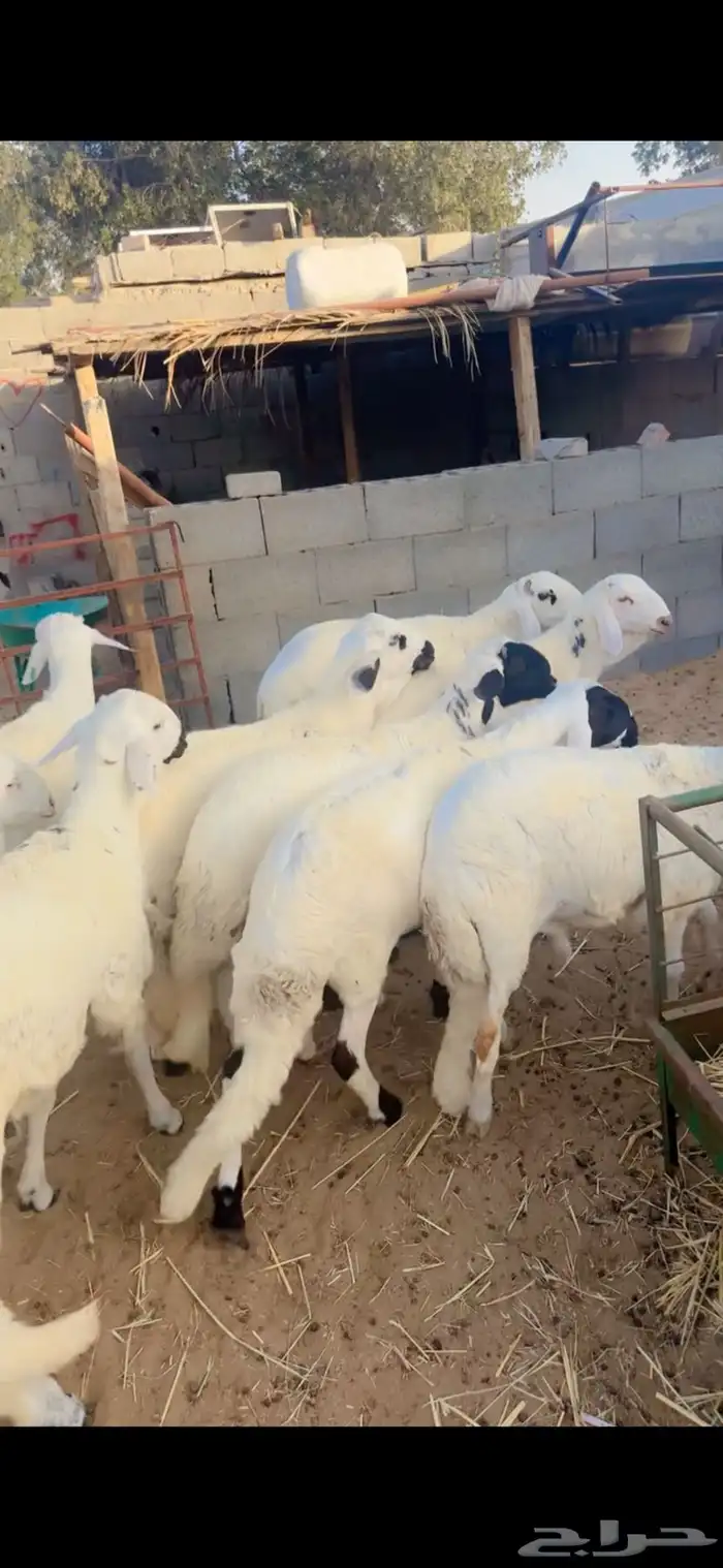جذعان سواكني مرابي 0