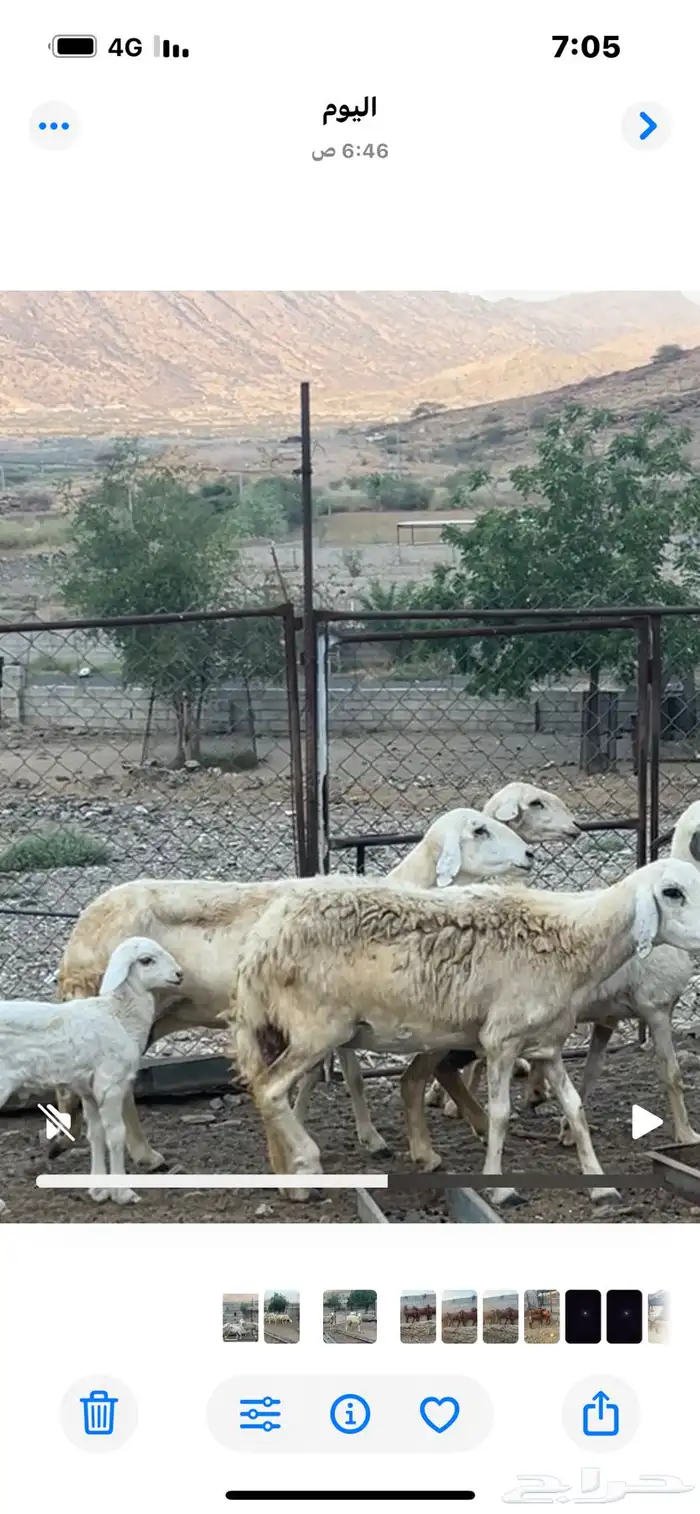 ضان حريه 5