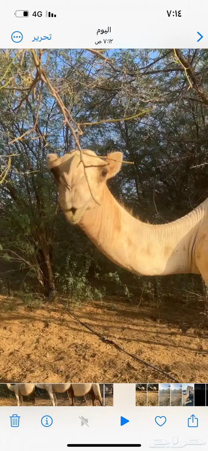 فحل بعير اركي اصيل من أبل قادري عياشي 0