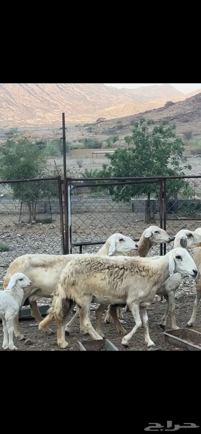 ضان حريه 4