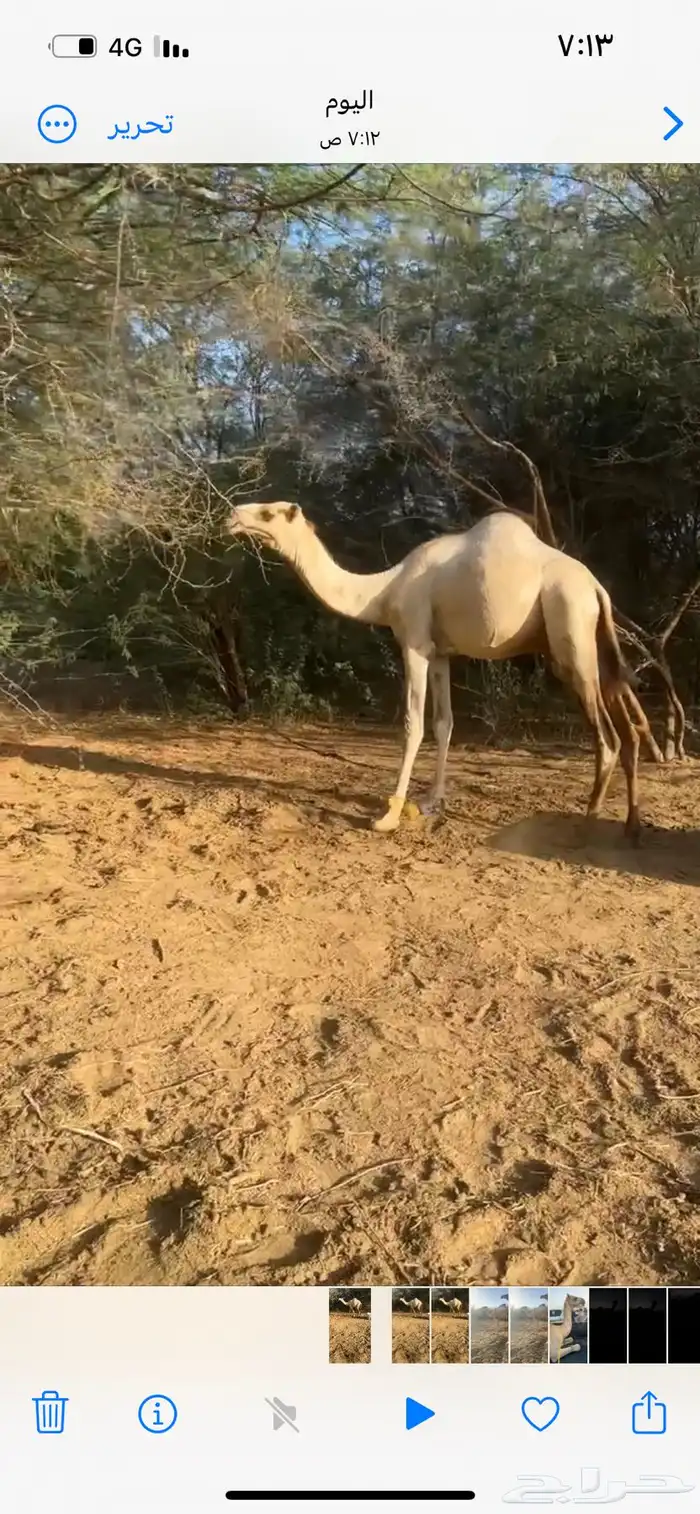 فحل بعير اركي اصيل من أبل قادري عياشي 4