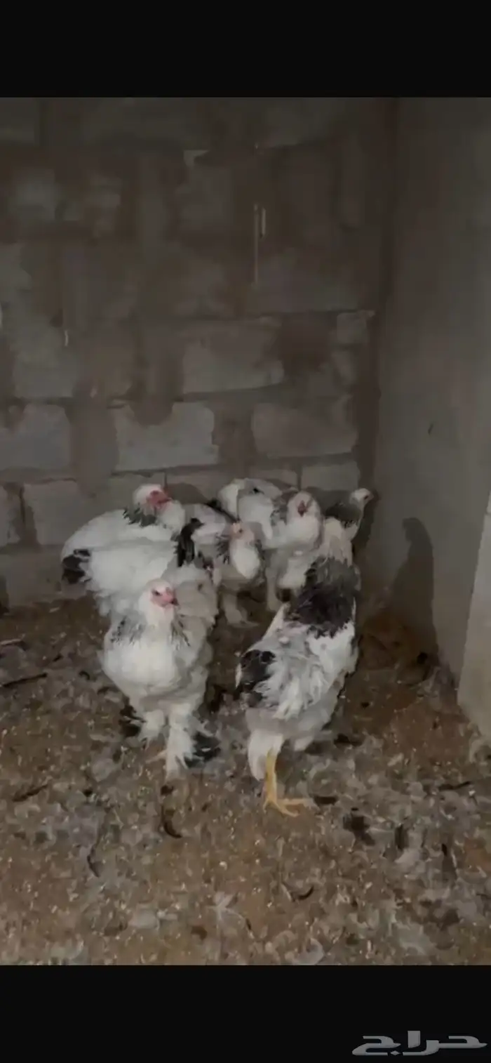 دجاج براهما للبيع 2