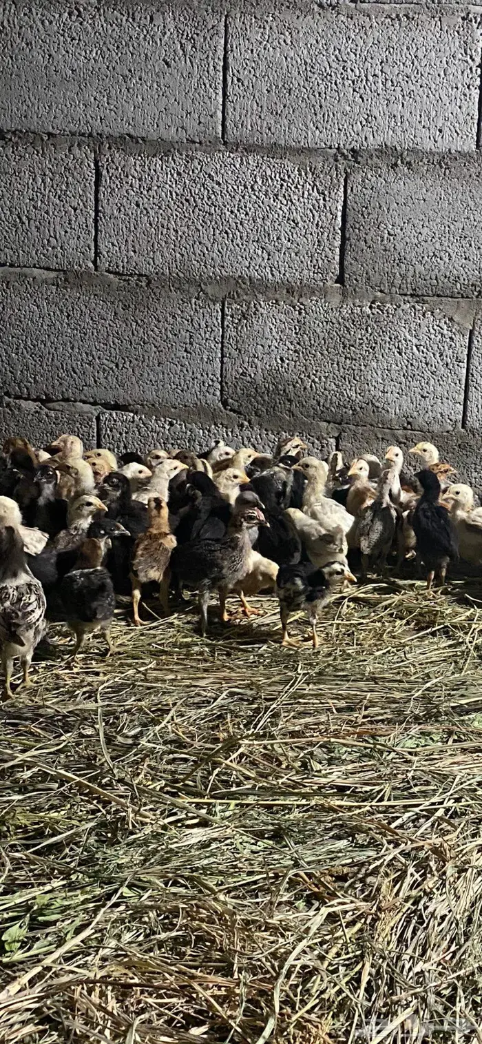 صوص بلدي محصن 0