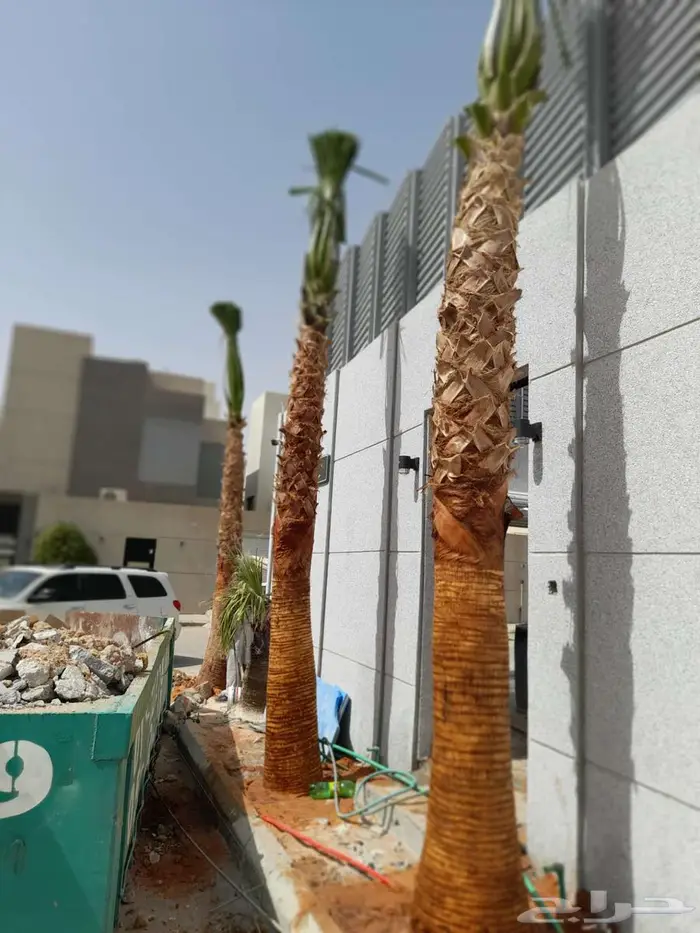 نخل واشنطني وشنطن زينه للبيع 0
