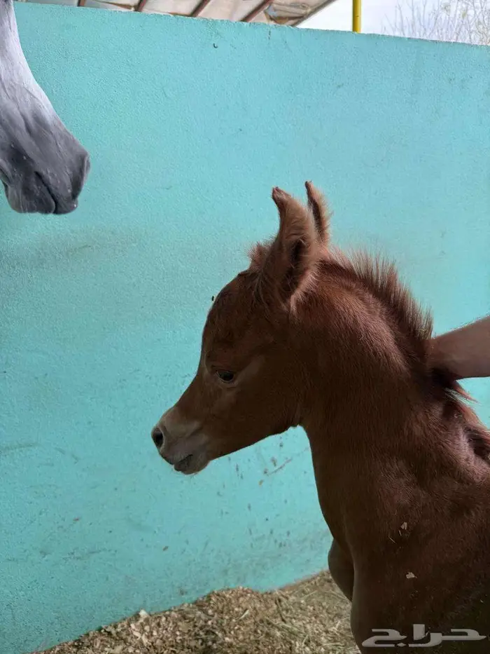 مهر واهو فاخر 0