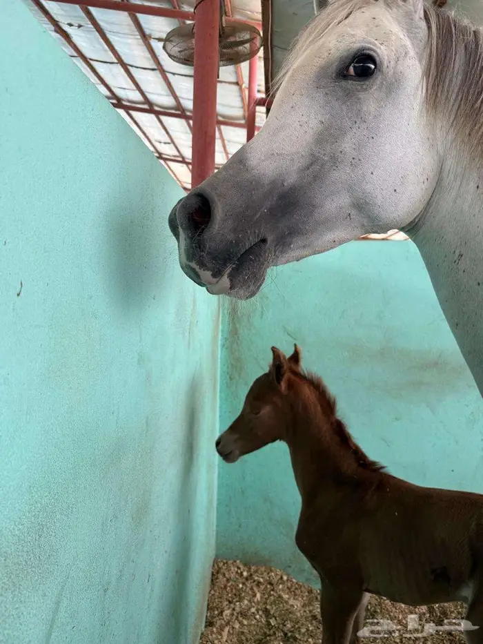 مهر واهو فاخر 2