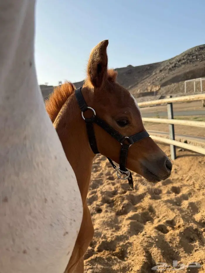 مهر واهو فاخر 4