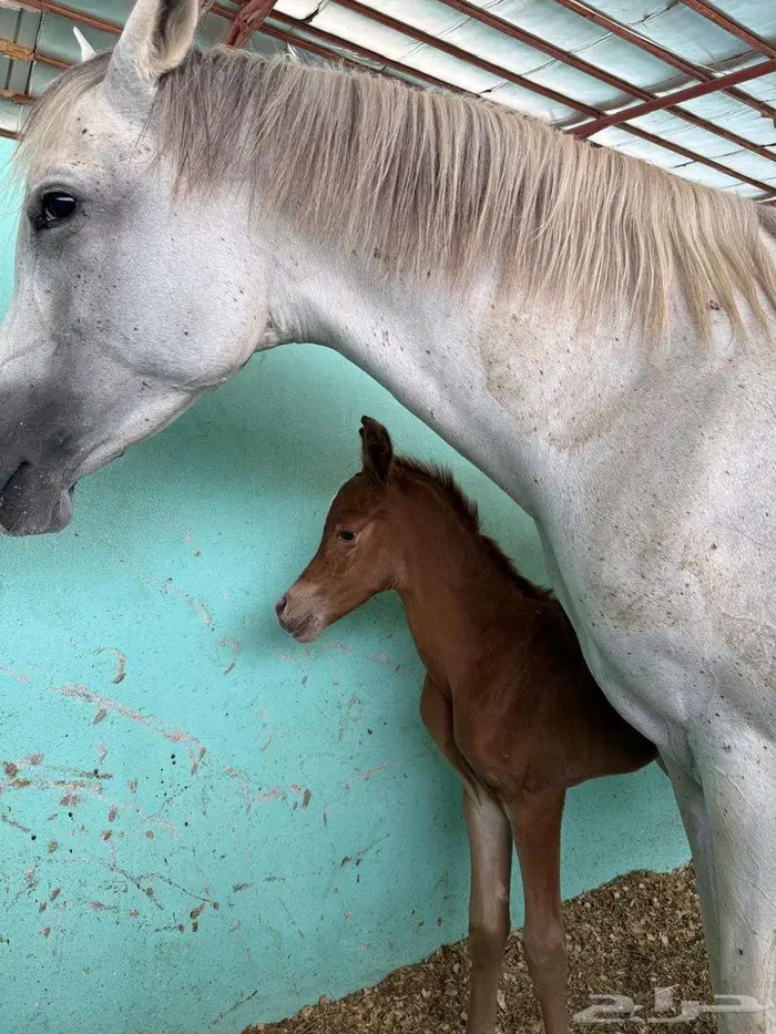 مهر واهو فاخر 5