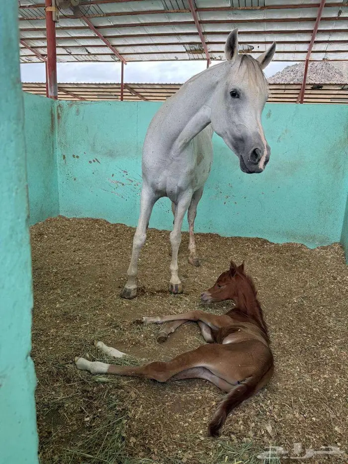 مهر واهو فاخر 6