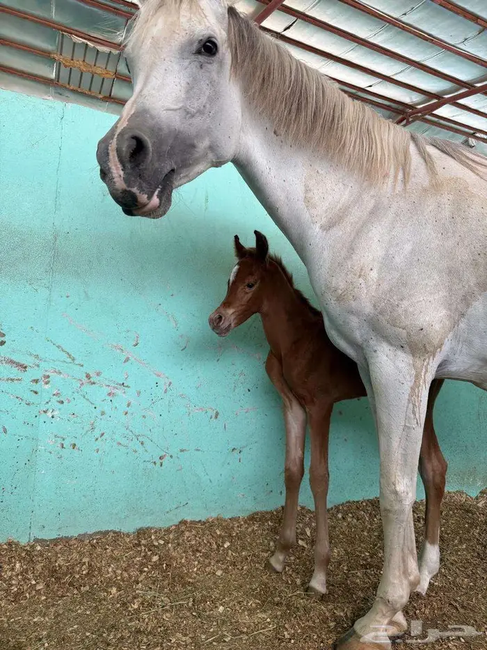 مهر واهو فاخر 7