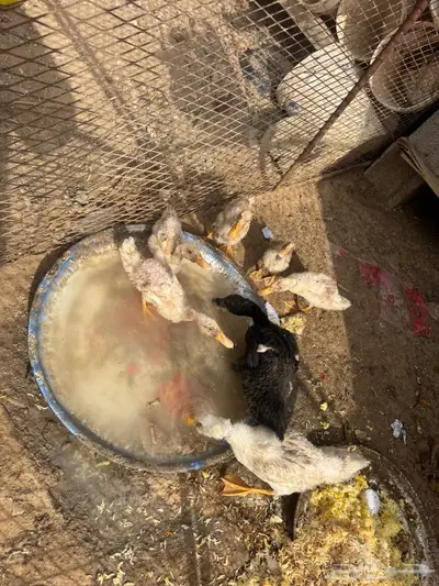 بط للبيع بالمذنب 1