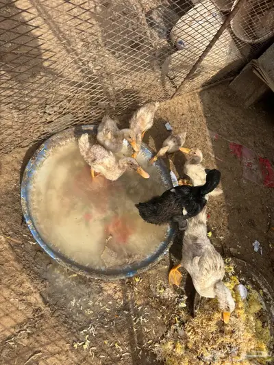 بط للبيع بالمذنب 0