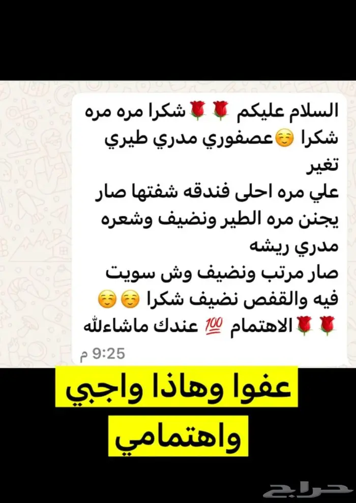 فندق طيور ترويض بغبغاوات 3