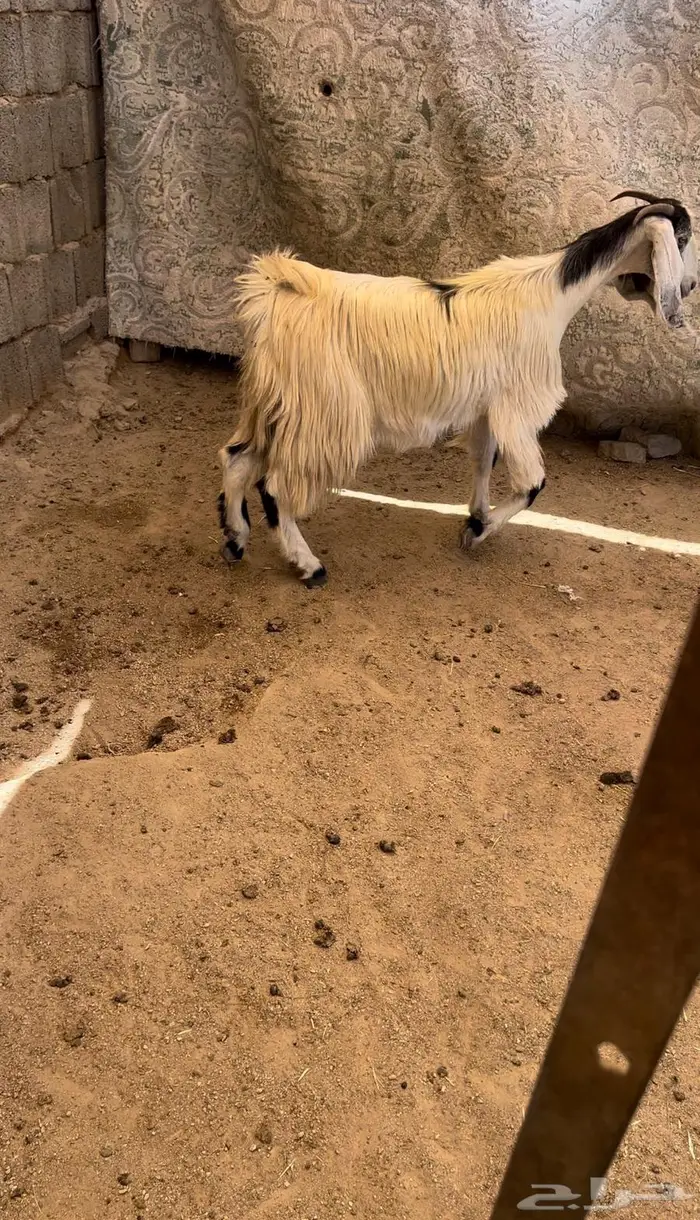 جفره ثنيه 0