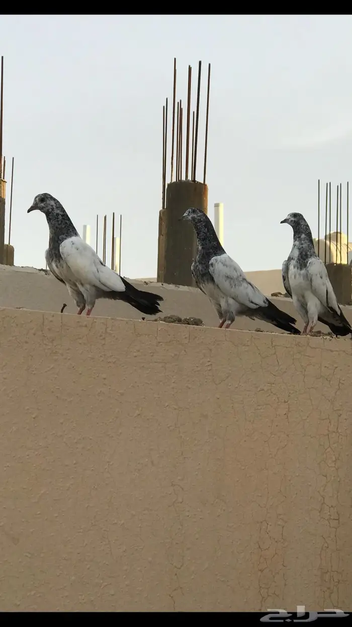 طبات حمام باكستاني 1
