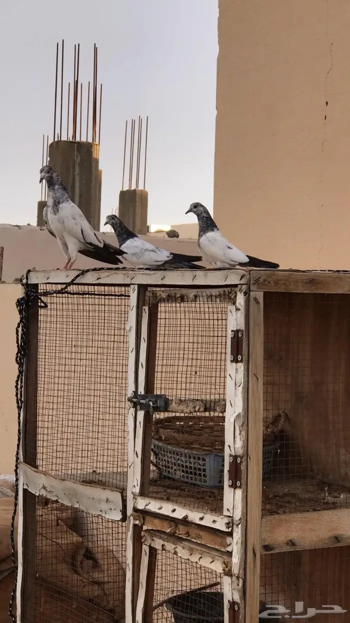 طبات حمام باكستاني 2
