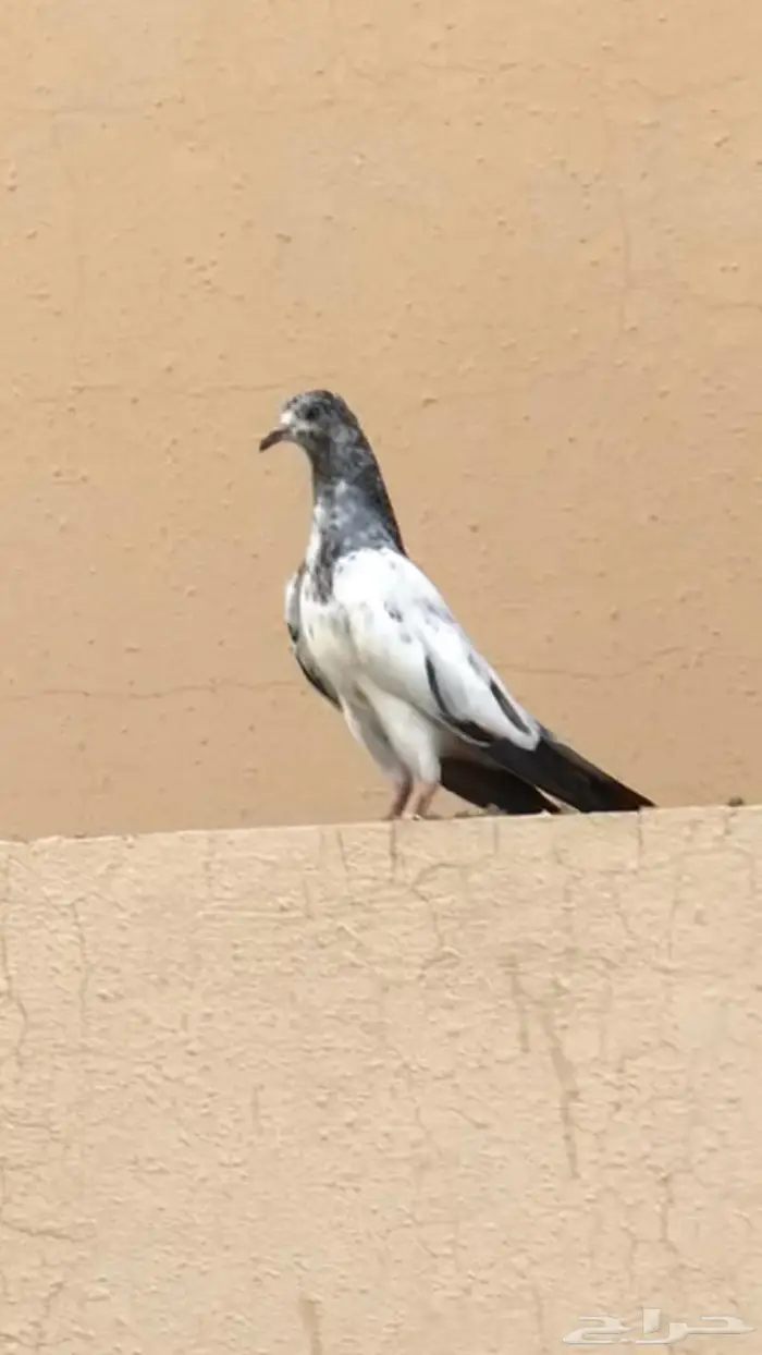 طبات حمام باكستاني 0