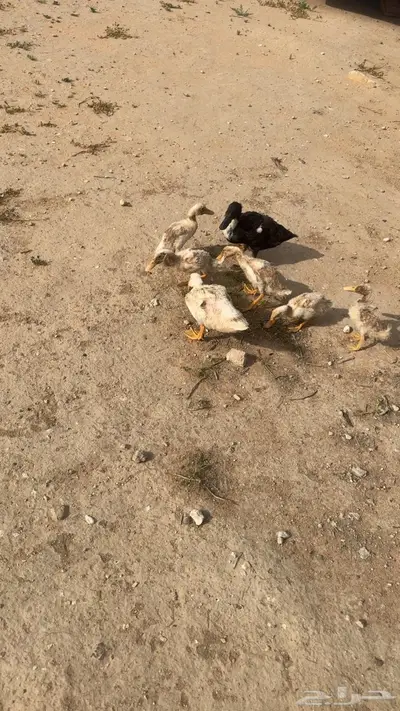 بط للبيع بالمذنب 2