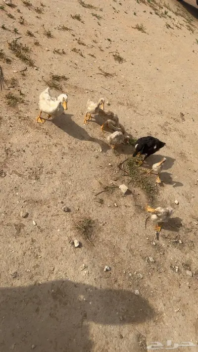 بط للبيع بالمذنب 3