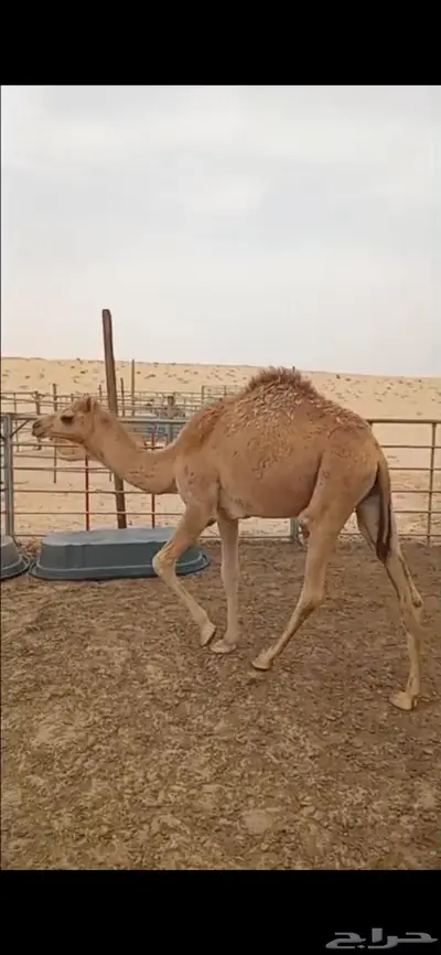 تم البيع 4100حاشي للبيع بالجبيل 0