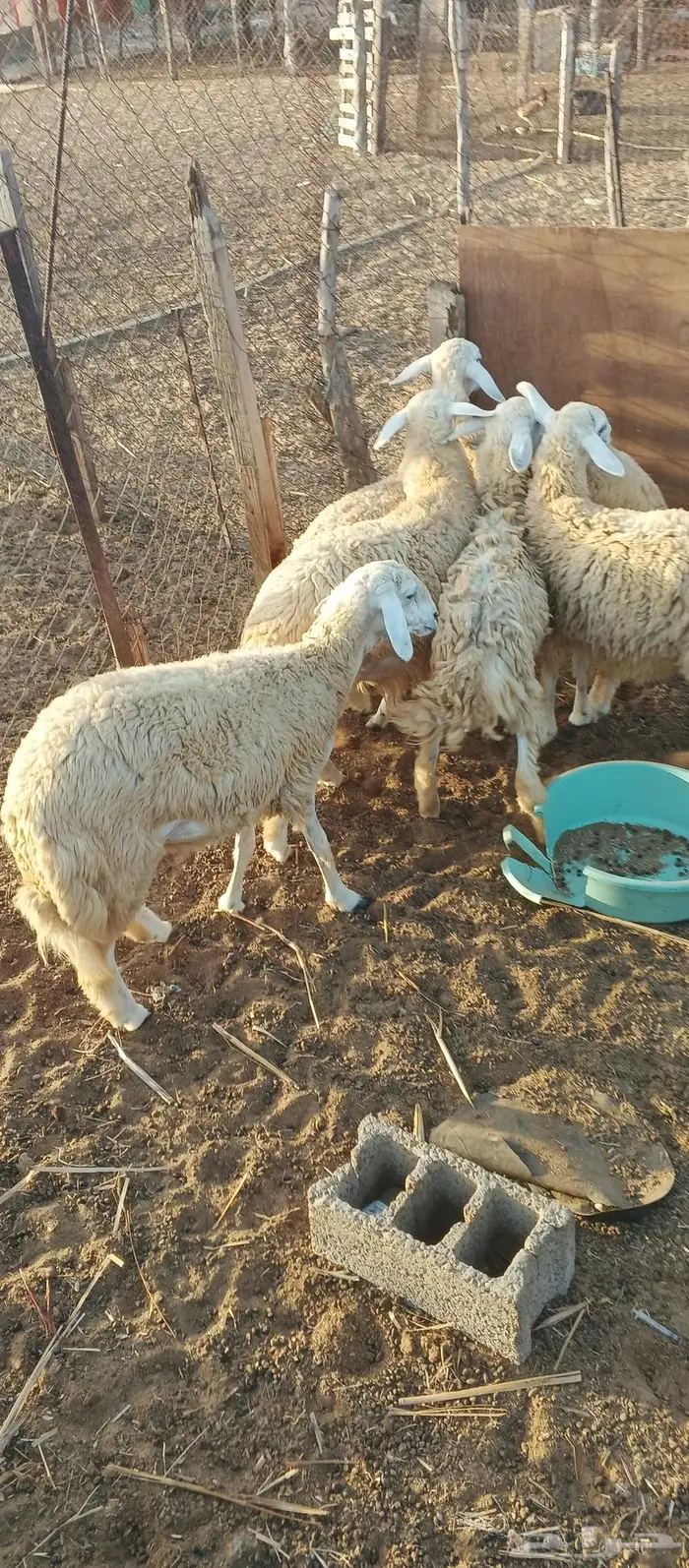 رخيل حري للبيع على السوم 1