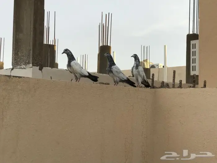 طبات حمام باكستاني 3