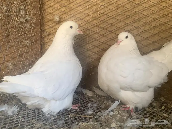 للبيع جوز فرش ابيض TOP 1