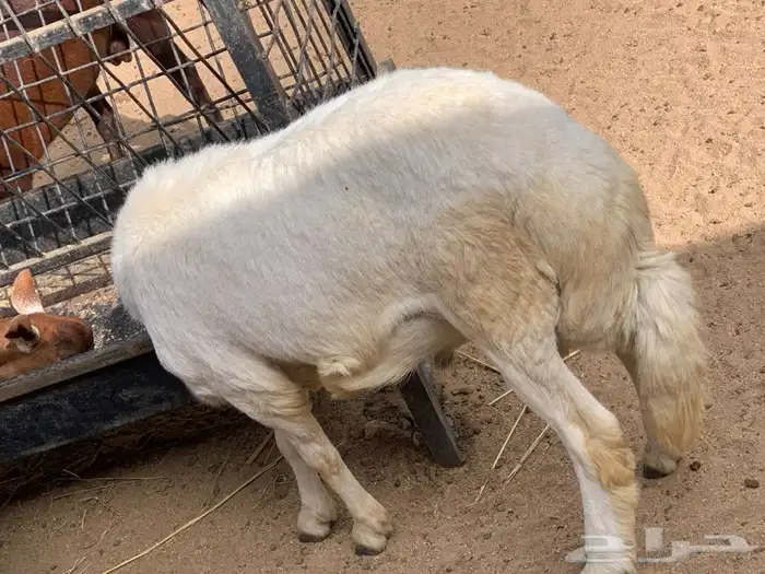 ذبايح مرابي عسير 8