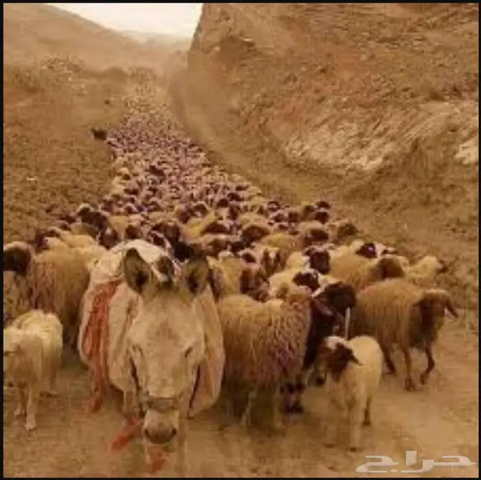 مطلوب راعي غنم 0