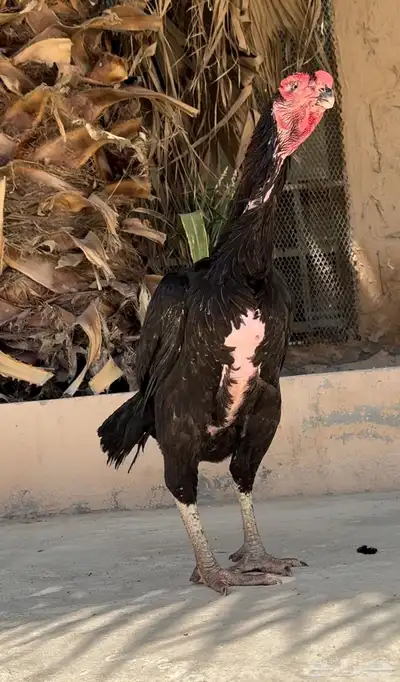 دجاجة فارسي (حجازي) مميزه ( تم البيع ) 1