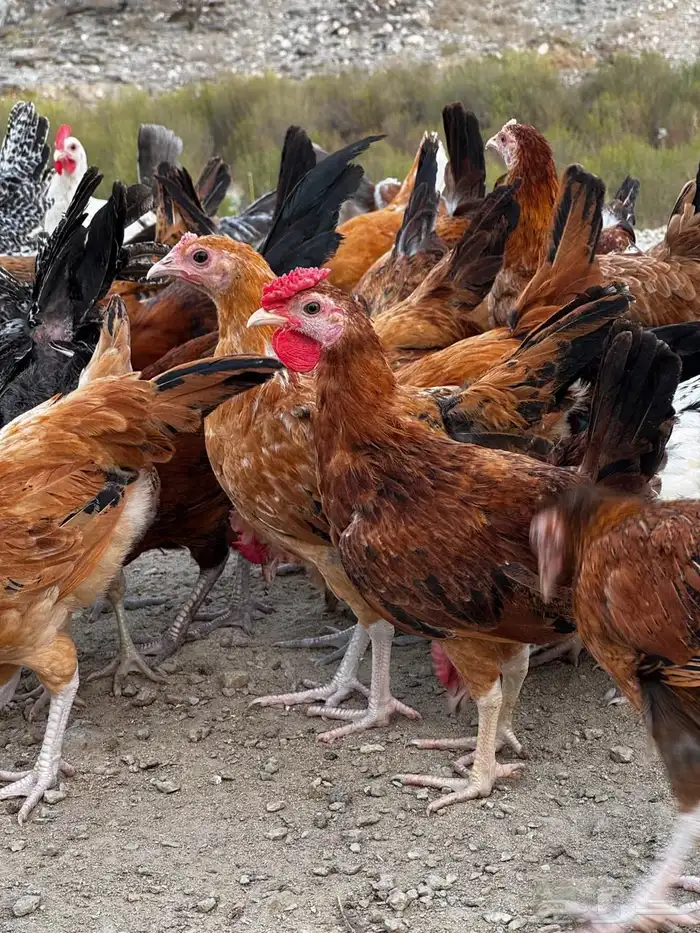 تم البيع 0
