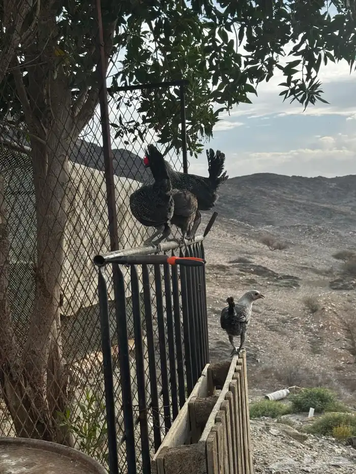تم البيع 21